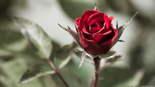 一朵带刺红色玫瑰