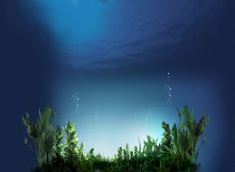 深海下的一片绿水草