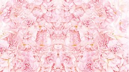 粉色山茶花背景素材