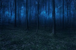 神秘蓝色森林绿草地