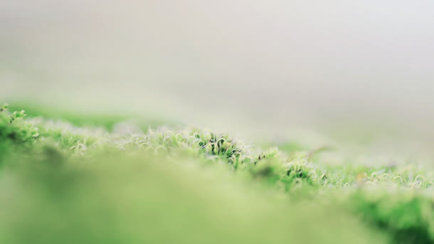 景深绿地效果背景素材