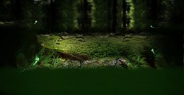幽暗深蓝苔藓海报背景