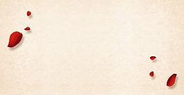 纯色背景牛皮纸玫瑰花背景图片