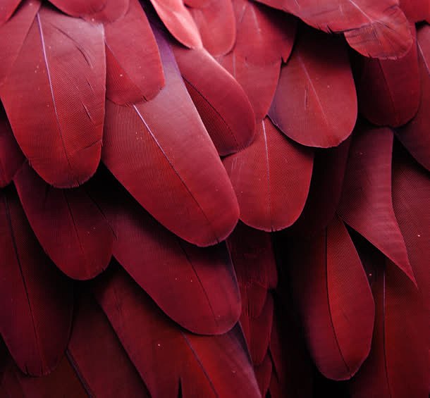 红色树叶背景矢量素材高清图片