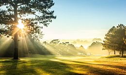 阳光蓝天绿草地树林