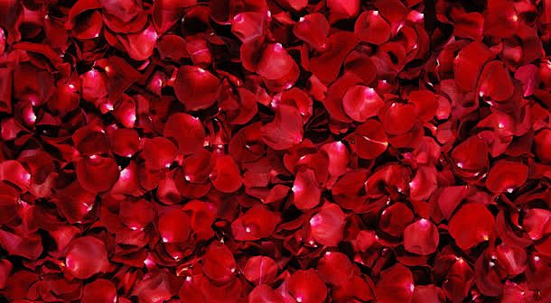 红色玫瑰花瓣海报