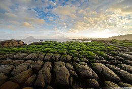 海岸碎石苔藓海报背景