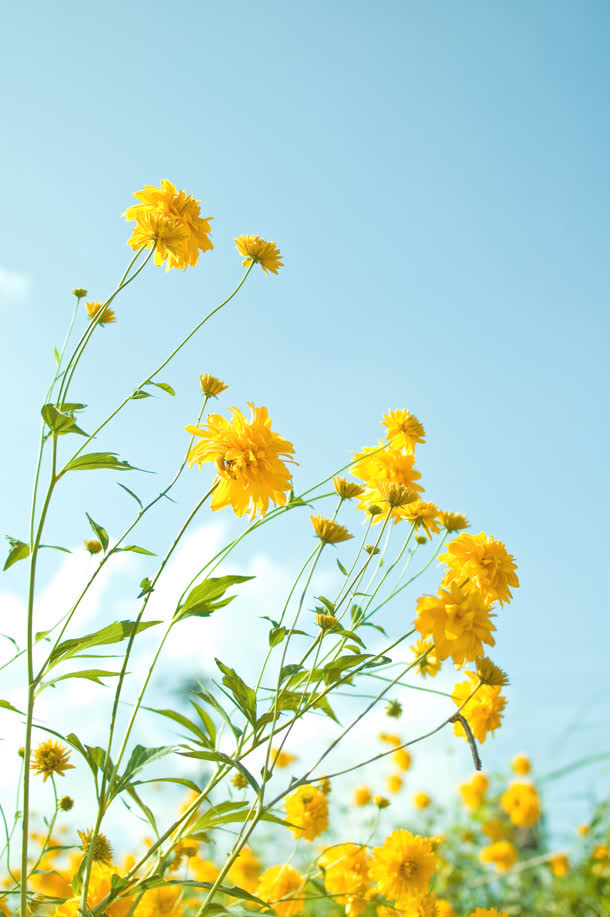 蓝天白云黄色菊花