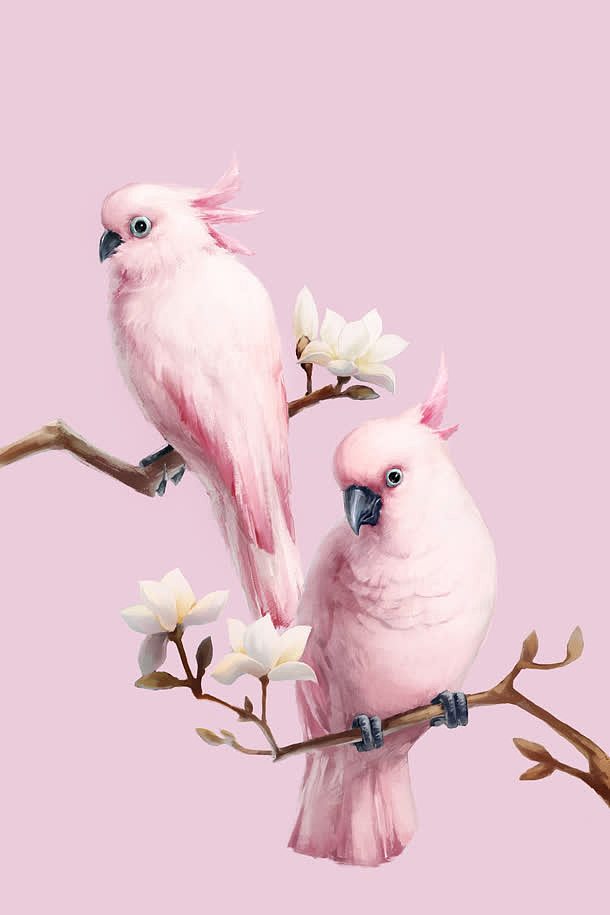 淡粉色可爱小鹦鹉