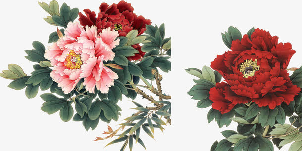 中国风牡丹高清花朵免抠素材免费下载_觅元素51yuansu.com