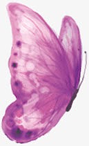中秋节手绘紫色蝴蝶