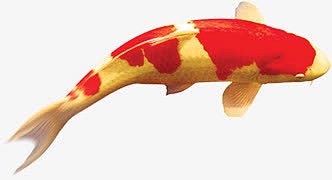 金色红斑鲤鱼中秋