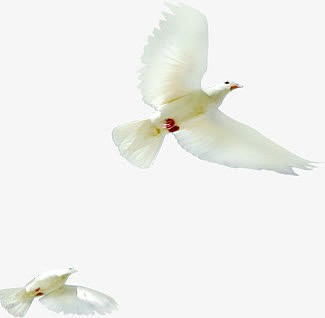 中秋国庆白色和平鸽