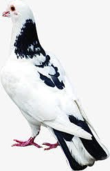 中秋节黑白色羽毛的鸽子