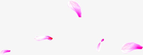 粉紫色飘落的花瓣中秋