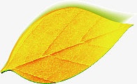 一片黄色叶子素材背景