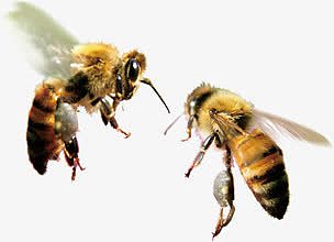 高清两个大蜜蜂海报