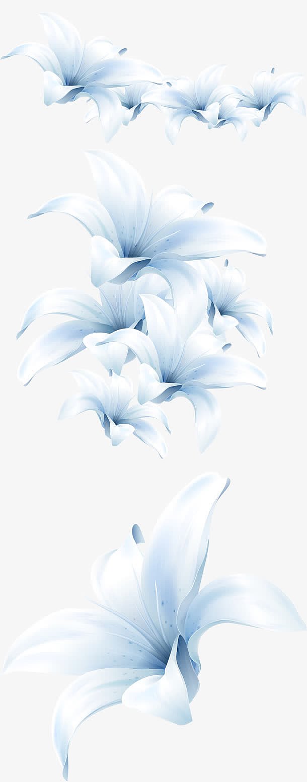 白色百合花朵海报