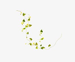 藤蔓春天绿色植物点缀