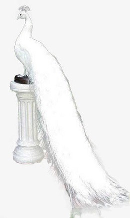 白色优雅静态孔雀