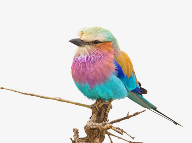 栖息五颜六色彩色小鸟