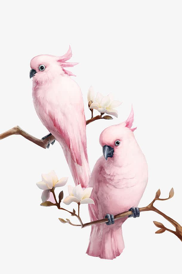 粉色鹦鹉鸟类树干手绘图