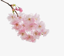 一支粉色盛开桃花
