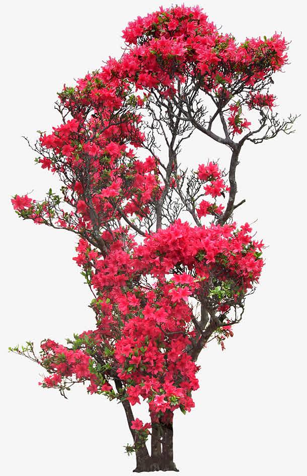 红花树枝植物唯美