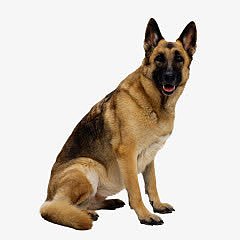 凶猛警犬桌面壁纸