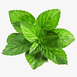 绿色高清薄荷叶子