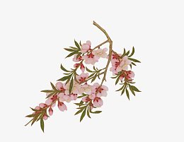 粉色桃花梅花工笔画花鸟画