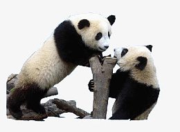 黑白熊猫嬉戏玩耍树干