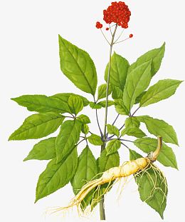 绿色植物药材枸杞
