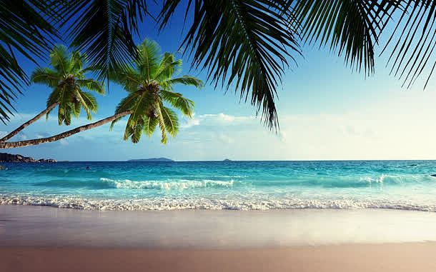 椰林椰树海滩沙滩