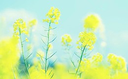 夏日小清新油菜花田