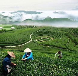 茶农采茶辽阔茶园