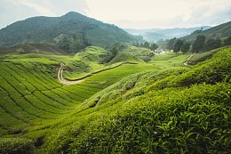 辽阔梯田好喝茶叶