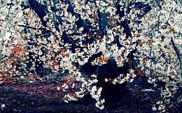 日本东京唯美樱花春天花朵风景