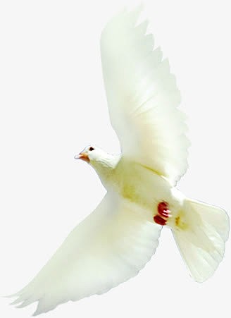 翱翔白鸽欢度国庆