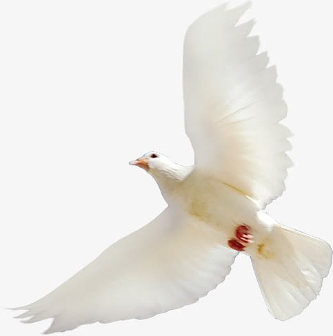 白色海鸥欢度国庆