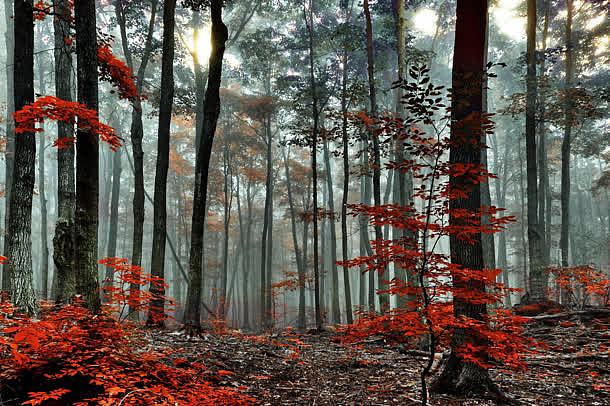 梦幻红色树叶森林