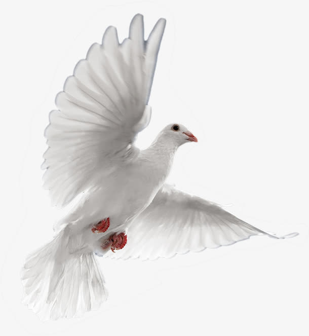高清白色和平鸽海报素材免费下载_觅元素