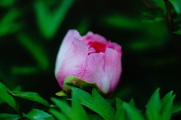 含苞待放的粉红色花蕾正面
