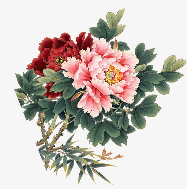 手绘粉色红色牡丹