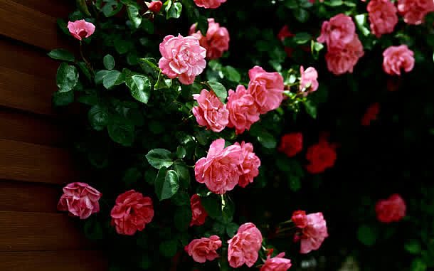娇艳粉色浪漫玫瑰