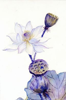 手绘洁白莲花莲藕