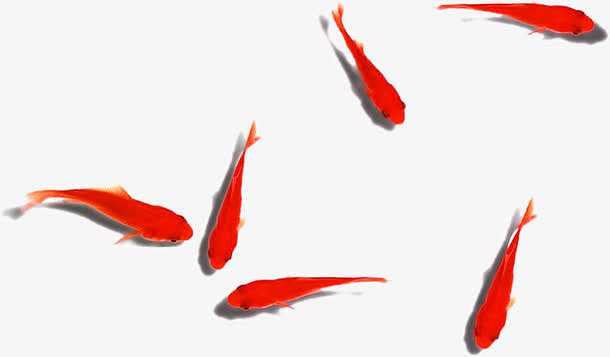 涌动的六条红色金鱼