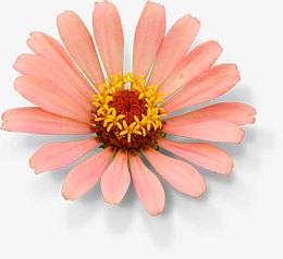 高清秋季浅粉色花朵