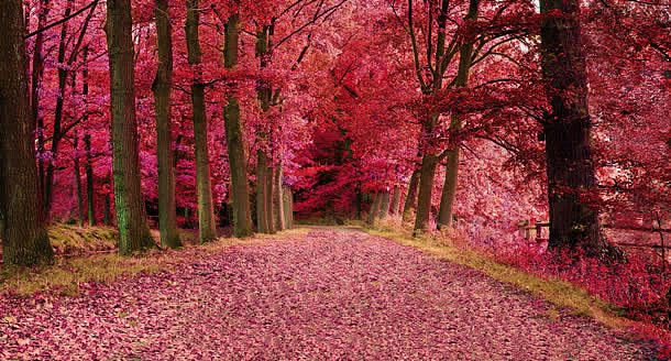 粉红色树林乡间小路