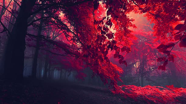 漫天红色枫叶森林高清壁纸